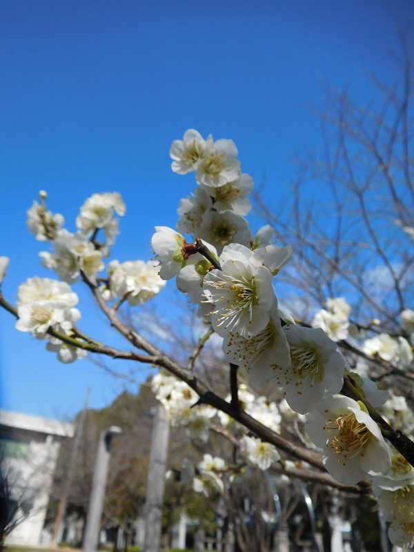 梅だより 阪大・正田建次郎先生記念の梅林が満開（2月27日現在）｜文化歴史｜マチゴト 豊中 池田